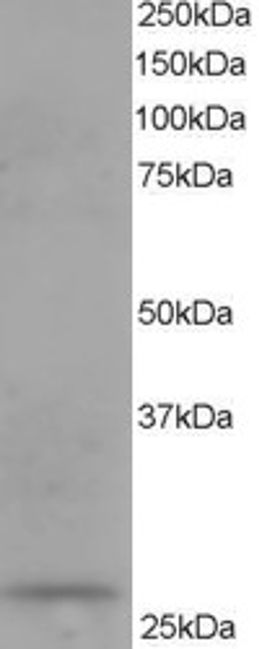 45-479 staining (0.1ug/ml) of human kidney lysate (RIPA buffer, 35ug total protein per lane) . Primary incubated for 1 hour. Detected by western blot using chemiluminescence.