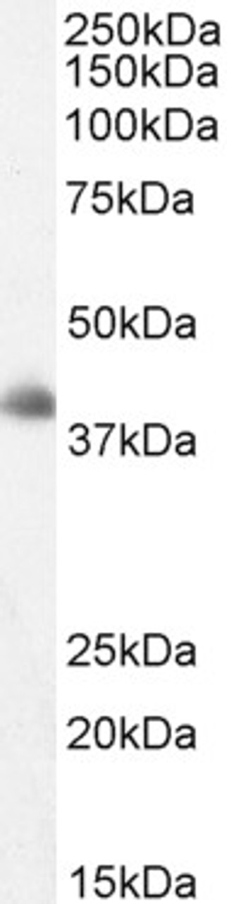 45-485 staining (2ug/ml) of Human Cerebellum lysate (RIPA buffer, 35ug total protein per lane) . Detected by chemiluminescence.