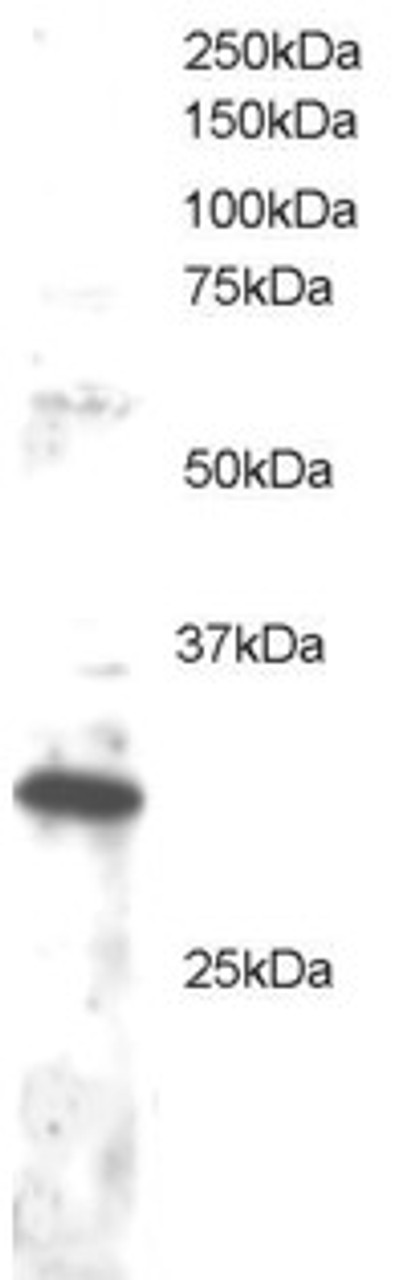 45-486 staining (1ug/ml) of Jurkat lysate (RIPA buffer, 30ug total protein per lane) . Primary incubated for 1 hour. Detected by western blot using chemiluminescence.