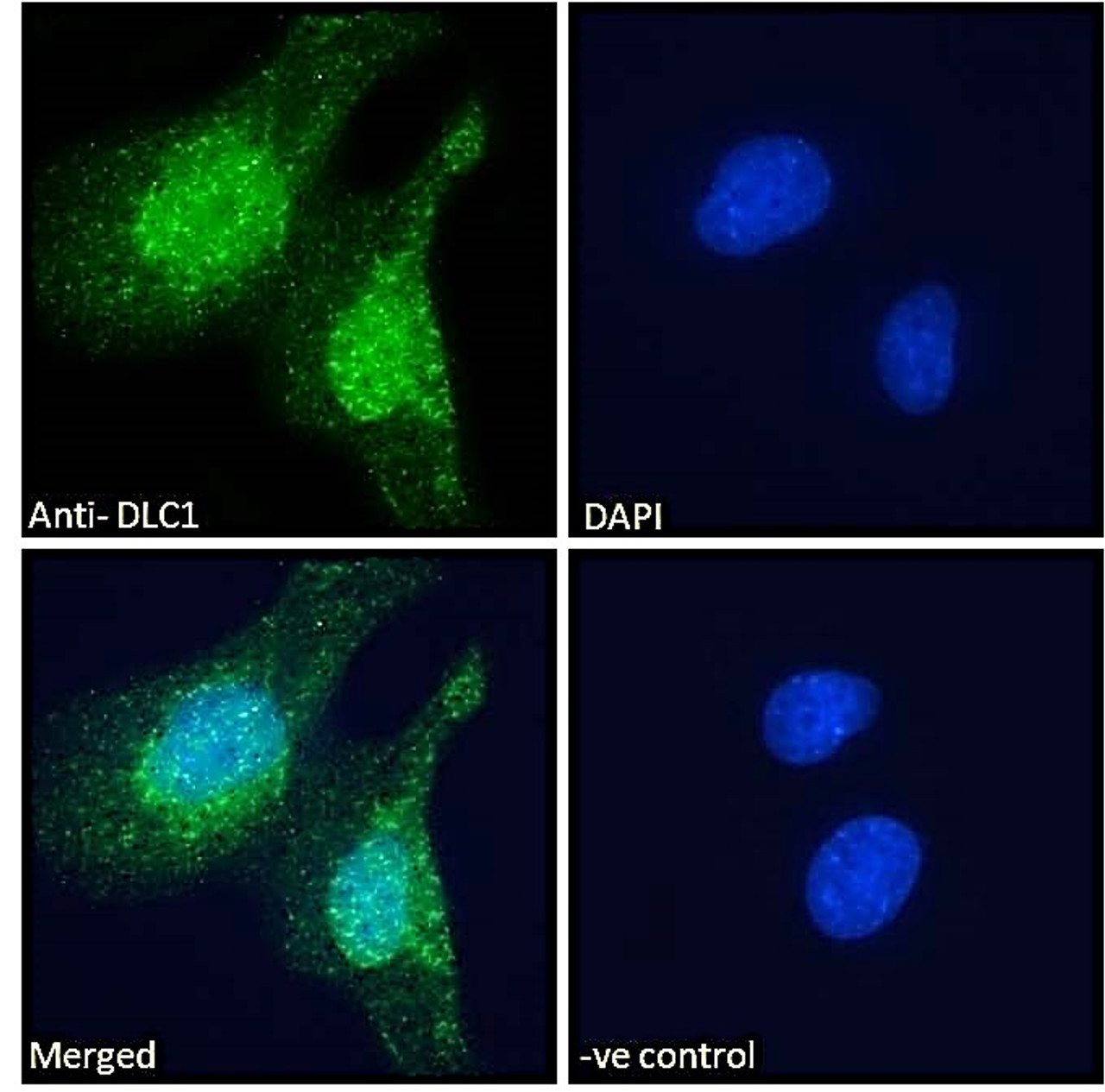 45-487 Immunofluorescence analysis of paraformaldehyde fixed U251 cells, permeabilized with 0.15% Triton. Primary incubation 1hr (10ug/ml) followed by Alexa Fluor 488 secondary antibody (2ug/ml) , showing nuclear and vesicle staining. The nuclear stain is