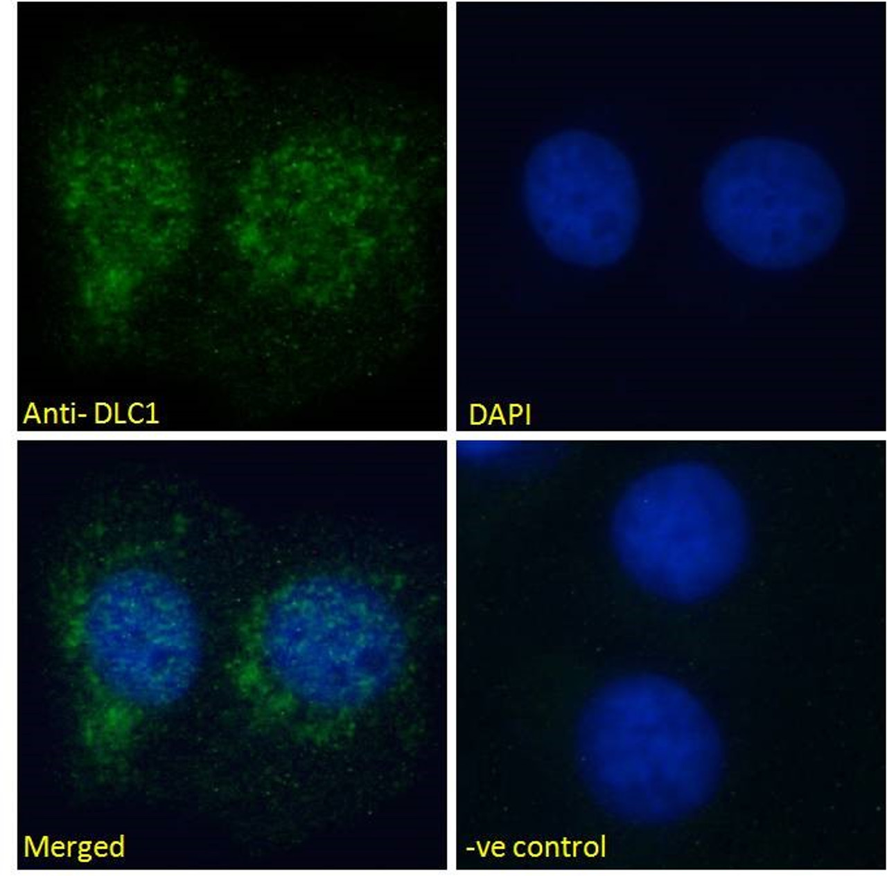 45-487 Immunofluorescence analysis of paraformaldehyde fixed U2OS cells, permeabilized with 0.15% Triton. Primary incubation 1hr (10ug/ml) followed by Alexa Fluor 488 secondary antibody (2ug/ml) , showing nuclear and cytoplasmic staining. The nuclear stai