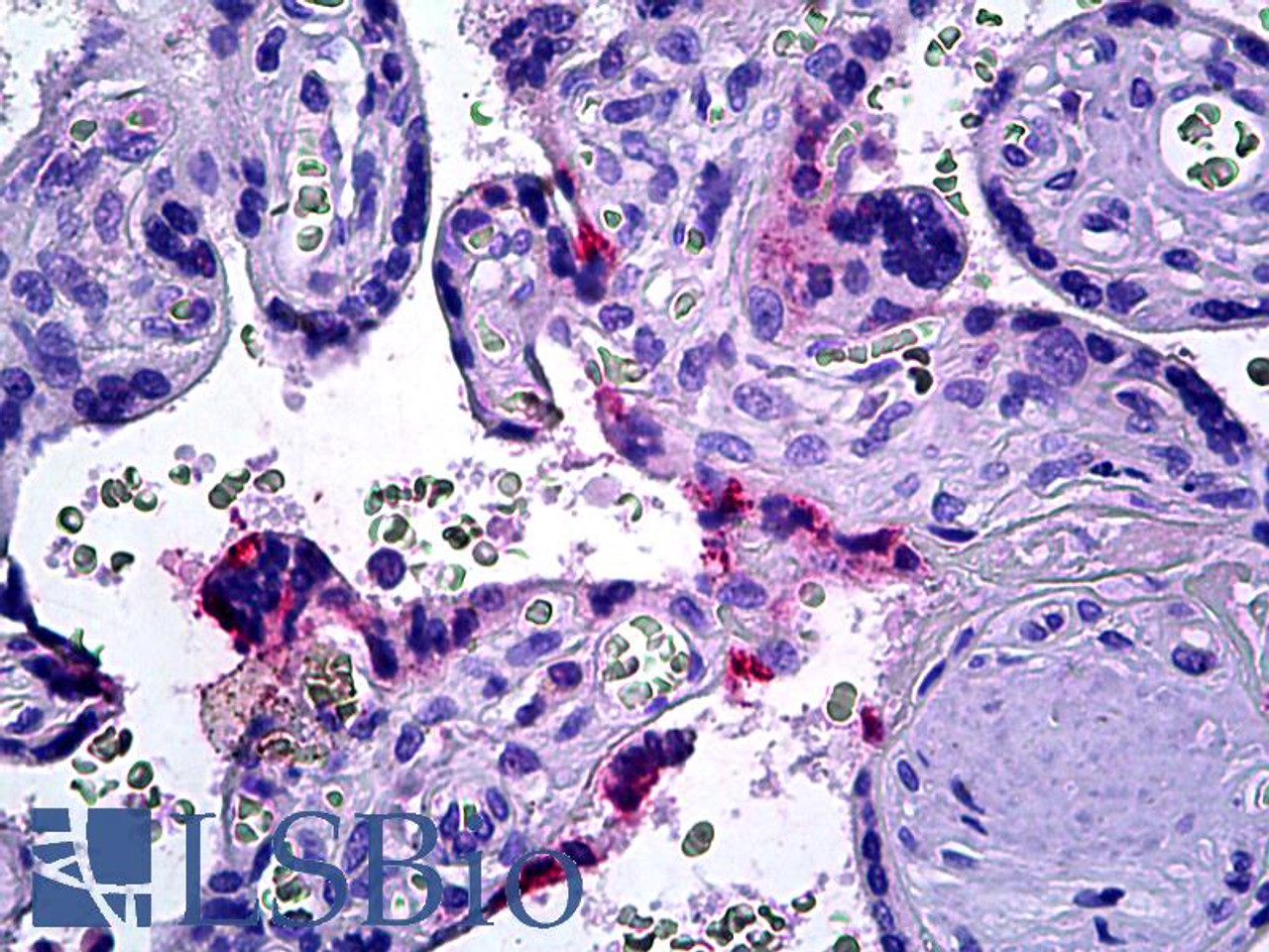45-490 (6.125ug/ml) staining of paraffin embedded Human Placenta. Steamed antigen retrieval with citrate buffer pH 6, AP-staining.<strong>This data is from a previous batch, not on sale.</strong>