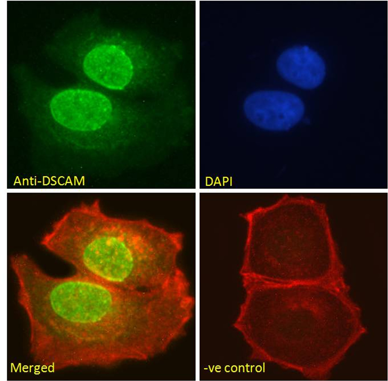 45-499 (2ug/ml) staining of HepG2 cell lysate (35ug protein in RIPA buffer) . Detected by chemiluminescence.