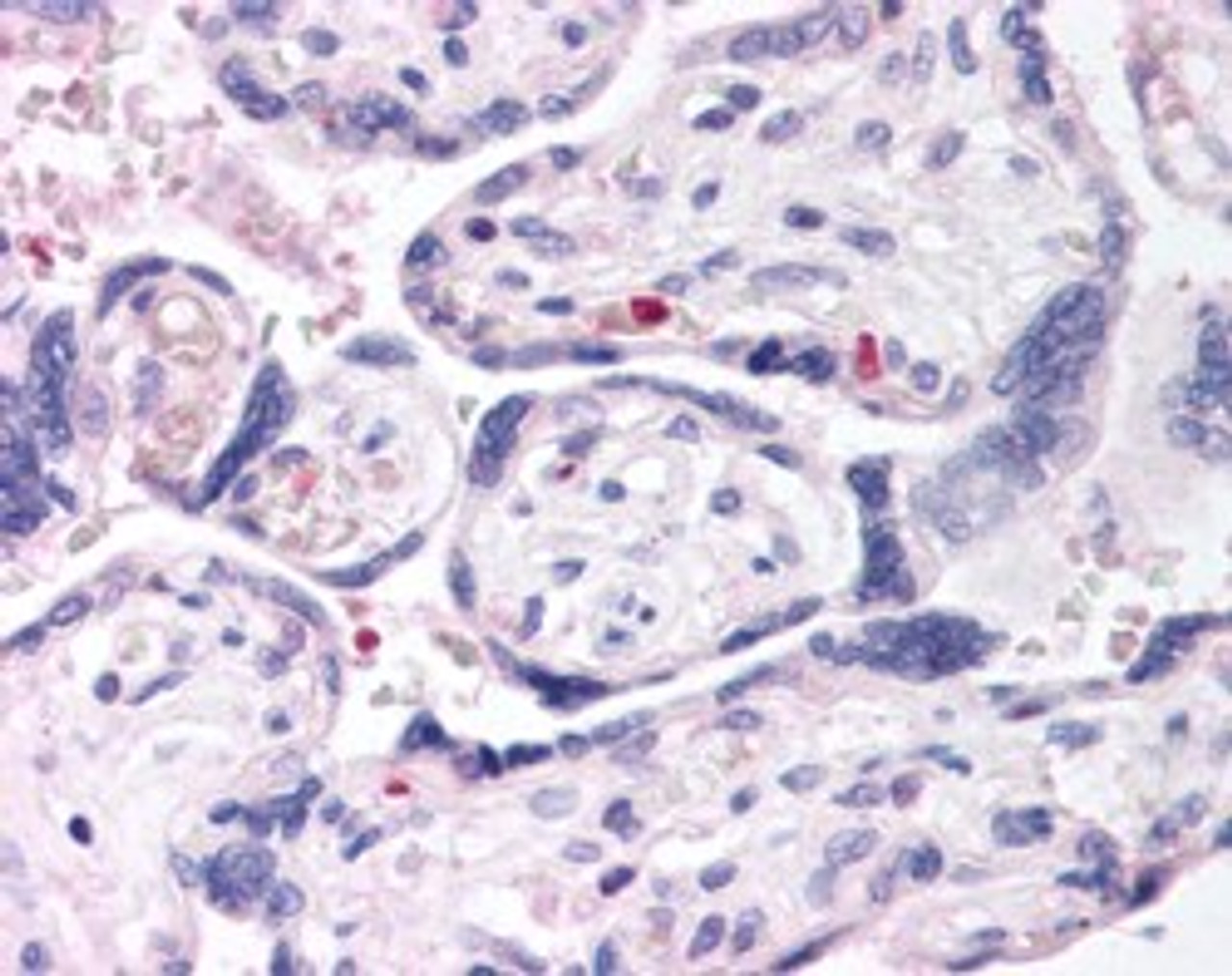 45-506 (2.5ug/ml) staining of paraffin embedded Human Placenta. Steamed antigen retrieval with citrate buffer pH 6, AP-staining.