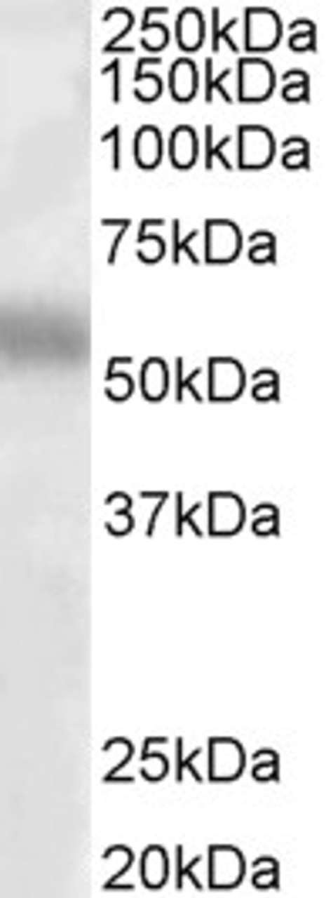 45-509 (2.5ug/ml) staining of paraffin embedded Human Adrenal Gland. Steamed antigen retrieval with citrate buffer pH 6, AP-staining.