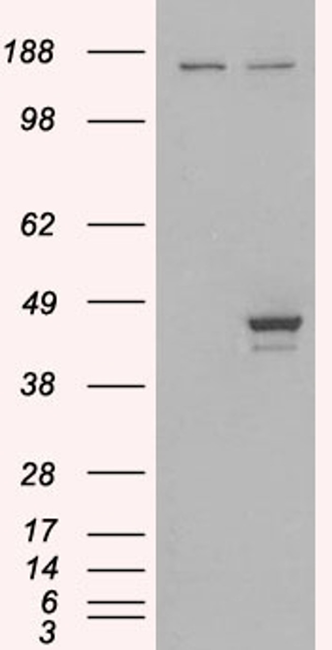 HEK293 overexpressing ELF3 and probed with 45-527 (mock transfection in first lane) .