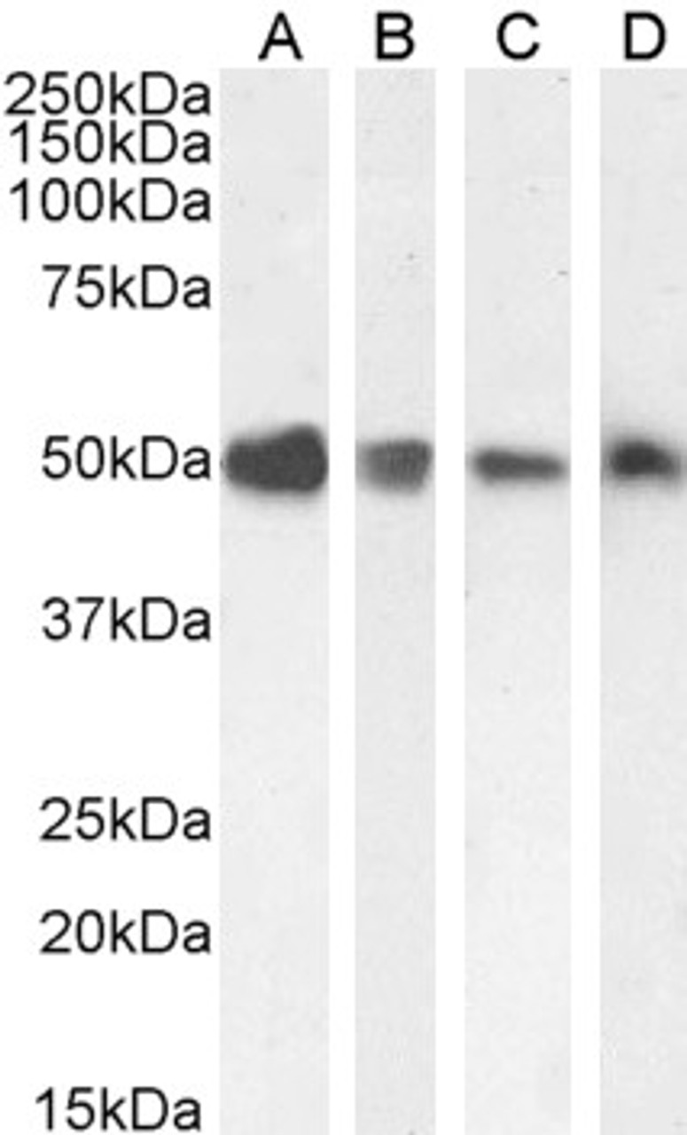 45-536 staining (0.1ug/ml) of HEK293 (A) , A549 (B) , HeLa (C) and (0.01ug/ml) of HepG2 (D) cell lysate (35ug protein in RIPA buffer) . Detected by chemiluminescence.