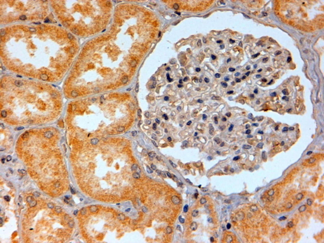 45-538 (2ug/ml) staining of paraffin embedded Human Liver. Steamed antigen retrieval with Tris/EDTA buffer pH 9, HRP-staining.