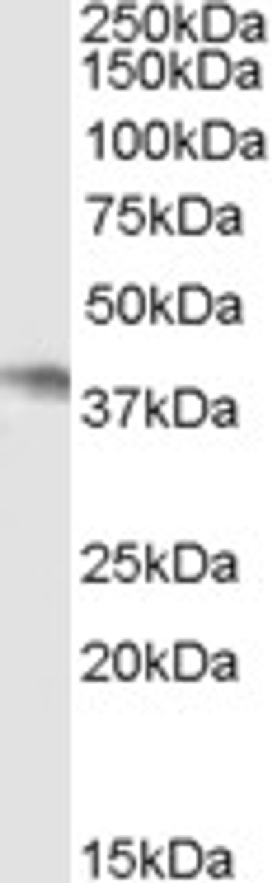 45-922 (xug/ml) staining of Human Colon lysate (35ug protein in RIPA buffer) . Primary incubation was 1 hour. Detected by chemiluminescence.