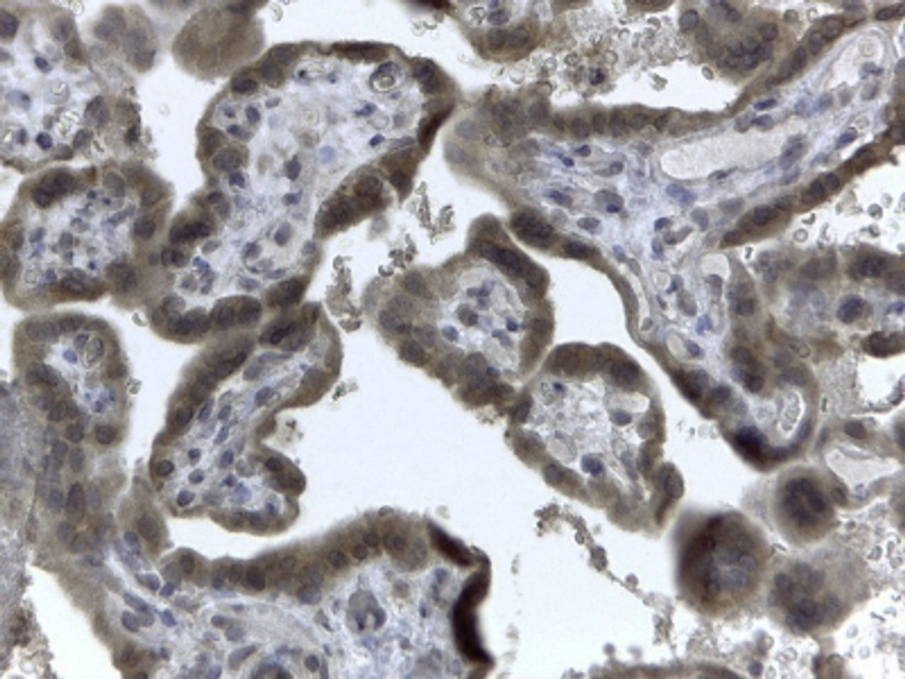45-555 (2ug/ml) staining of paraffin embedded Human Placenta. Steamed antigen retrieval with citrate buffer pH 6, HRP-staining.