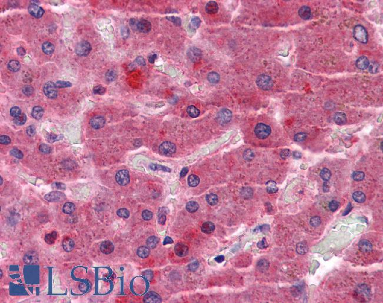 45-559 (3.75ug/ml) staining of paraffin embedded Human Testis. Steamed antigen retrieval with citrate buffer pH 6, AP-staining.