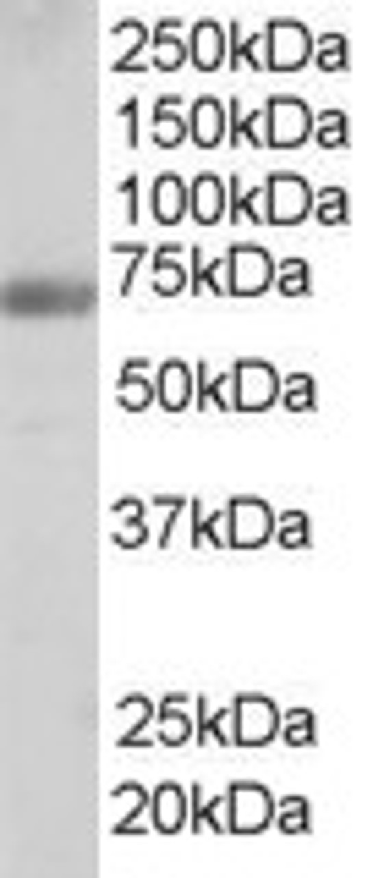 45-572 staining (0.25ug/ml) of Human Testis lysate (RIPA buffer, 35ug total protein per lane) . Primary incubated for 1 hour. Detected by chemiluminescence.