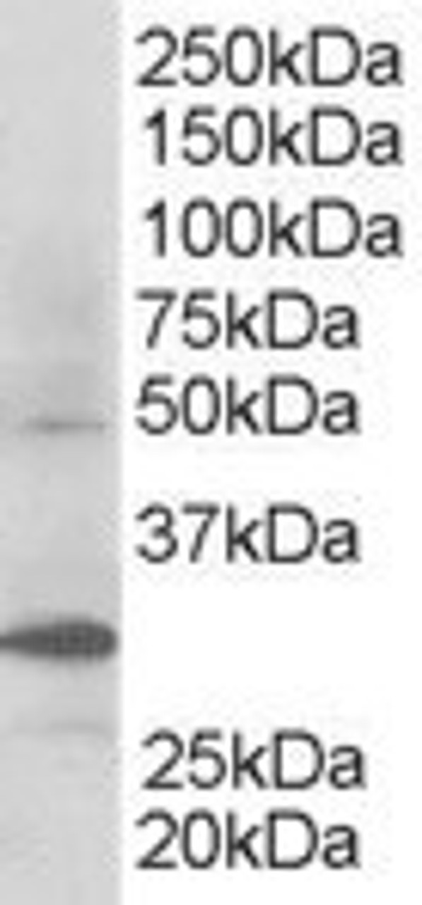 45-583 staining (0.3ug/ml) of Human Kidney lysate (RIPA buffer, 30ug total protein per lane) . Primary incubated for 1 hour. Detected by western blot using chemiluminescence.