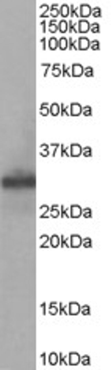 45-591 staining (0.05ug/ml) of Human Muscle lysate (RIPA buffer, 35ug total protein per lane) . Primary incubated for 1 hour. Detected by western blot using chemiluminescence.
