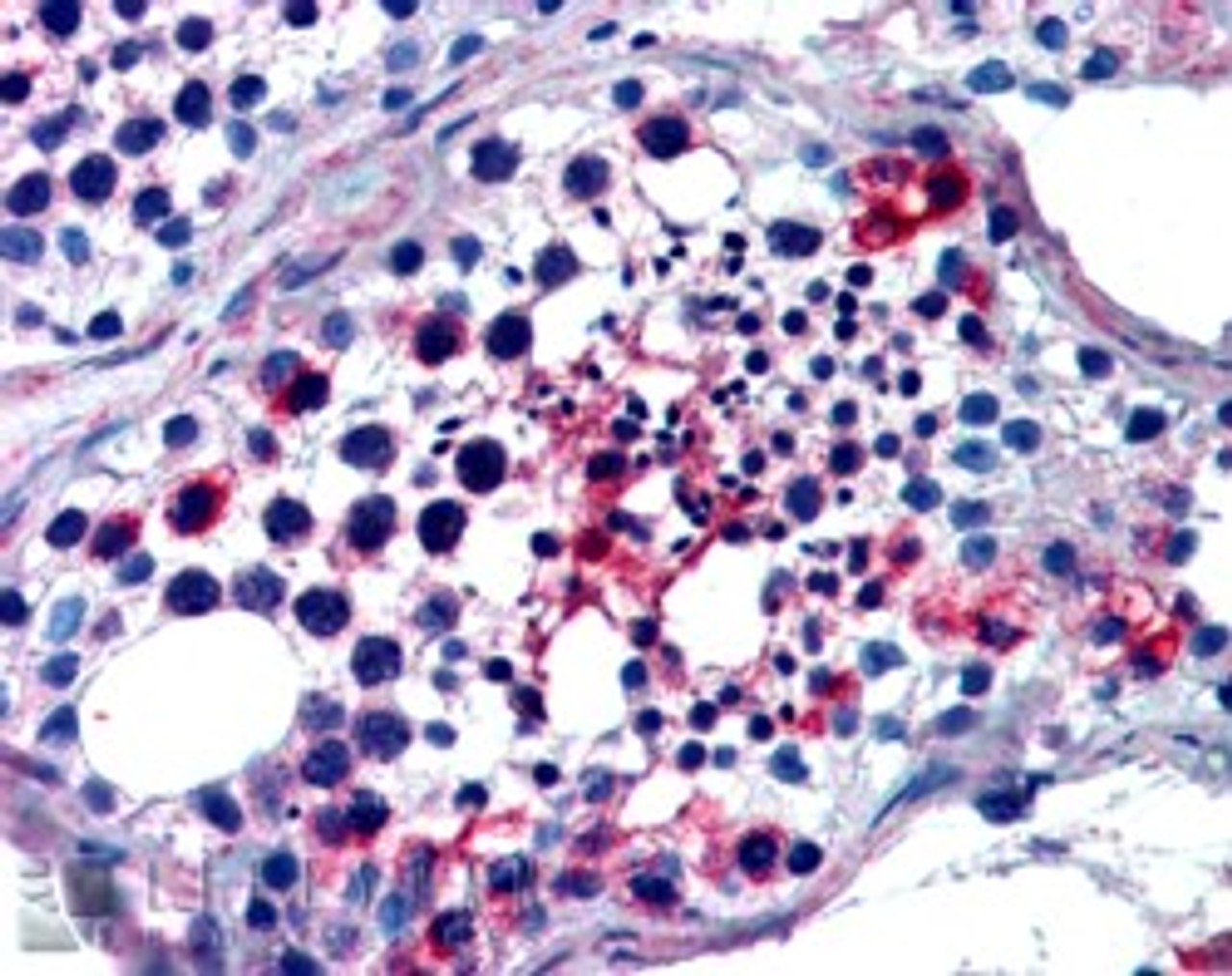 45-591 (2.5ug/ml) staining of paraffin embedded Human Testis. Steamed antigen retrieval with citrate buffer pH 6, AP-staining.