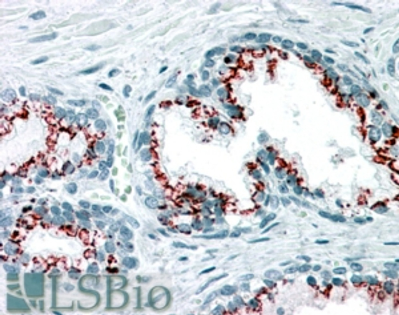 45-688 (3.75ug/ml) staining of paraffin embedded Human Prostate. Steamed antigen retrieval with citrate buffer pH 6, AP-staining.