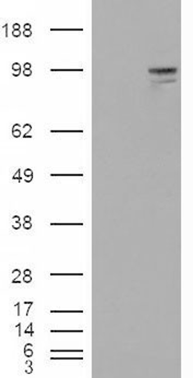 45-695 (0.3ug/ml) staining of Human Pancreas lysate (35ug protein in RIPA buffer) . Detected by chemiluminescence.