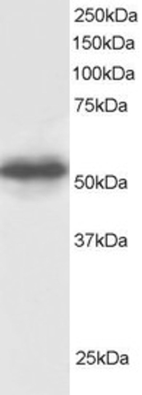 45-697 staining (0.5ug/ml) of Human Testis lysate (RIPA buffer, 30ug total protein per lane) . Detected by chemiluminescence.