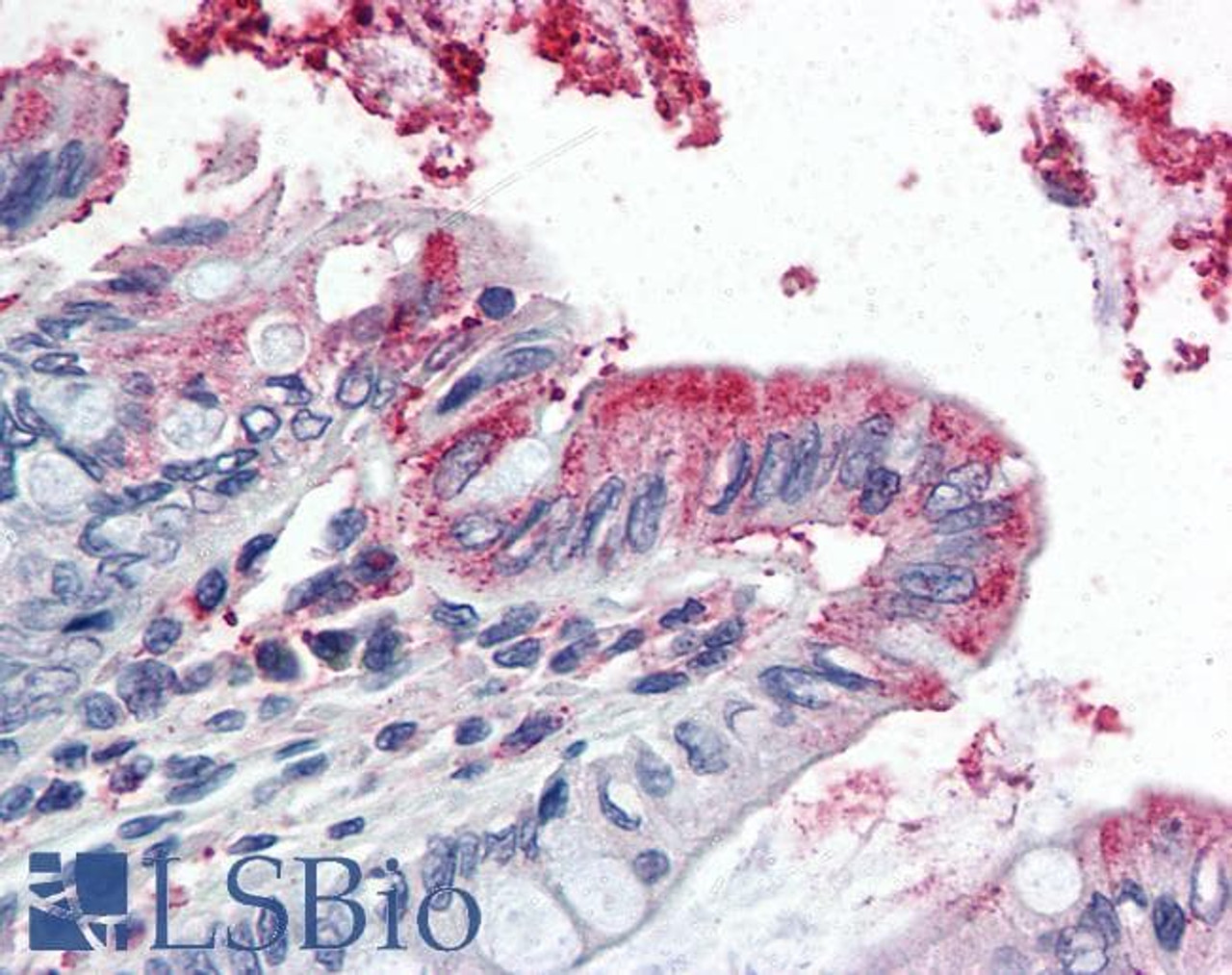 45-699 (20ug/ml) staining of PFA-perfused cryosection of Porcine Kidney. Microwave antigen retrieval with citrate buffer pH 3, CY3-staining. Data obtained from Dr. Hrvoje Brzica, University of Zagreb, Croatia.