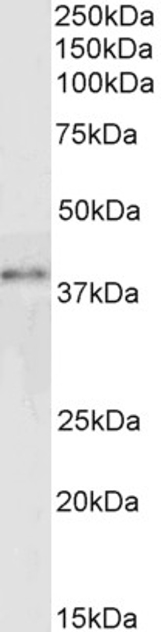 45-705 (0.3ug/ml) staining of Jurkat lysate (30ug protein in RIPA buffer) . Primary incubation was 1 hour. Detected by chemiluminescence.