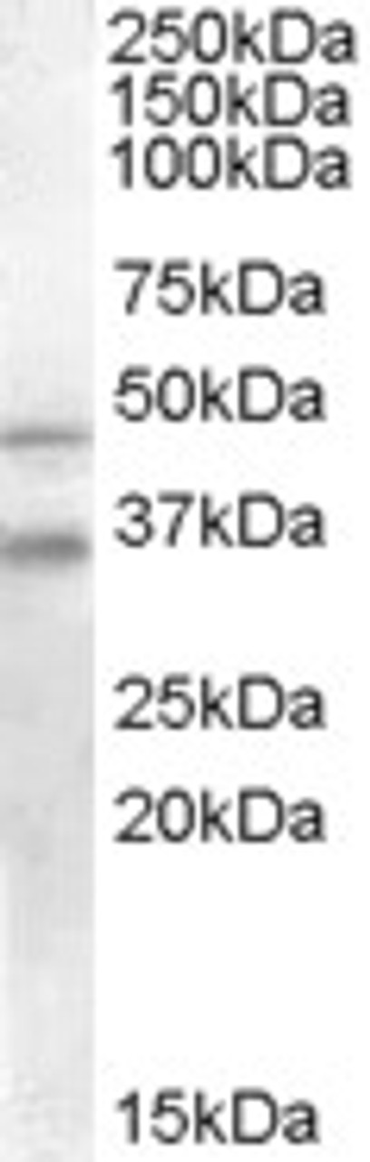 45-716 staining (0.2ug/ml) of Human Placenta lysate (RIPA buffer, 30ug total protein per lane) . Primary incubated for 1 hour. Detected by chemiluminescence.