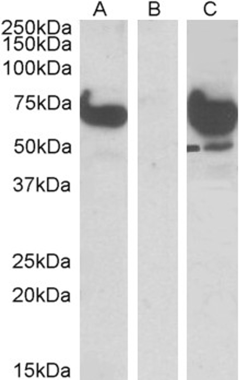 45-728 (5ug/ml) staining of paraffin embedded Human Testis. Steamed antigen retrieval with citrate buffer pH 6, AP-staining.