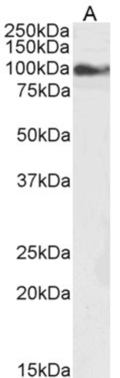 45-731 (5ug/ml) staining of paraffin embedded Human Small Intestine. Steamed antigen retrieval with citrate buffer pH 6, AP-staining.