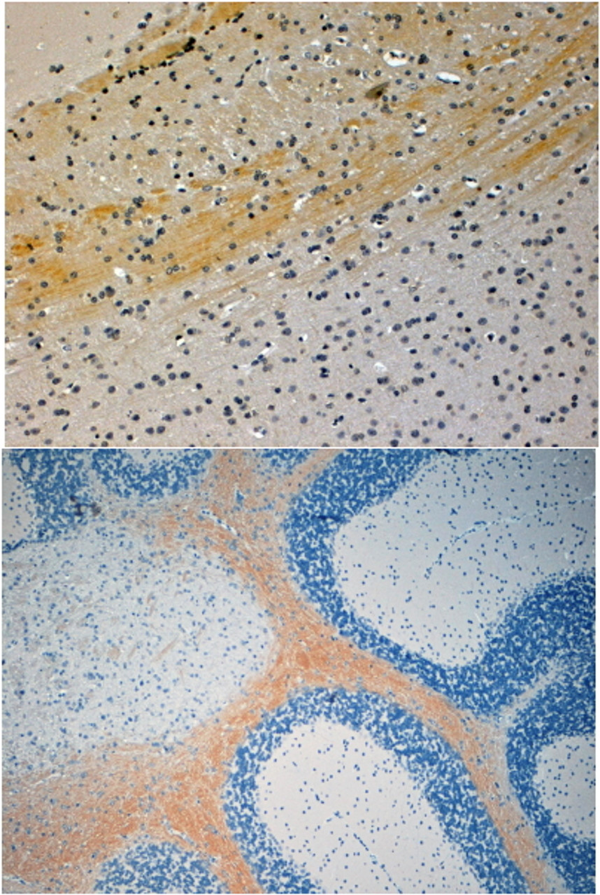 45-788 (4ug/ml) staining of paraffin embedded Mouse Brain. Steamed antigen retrieval with citrate buffer pH 6, HRP-staining.