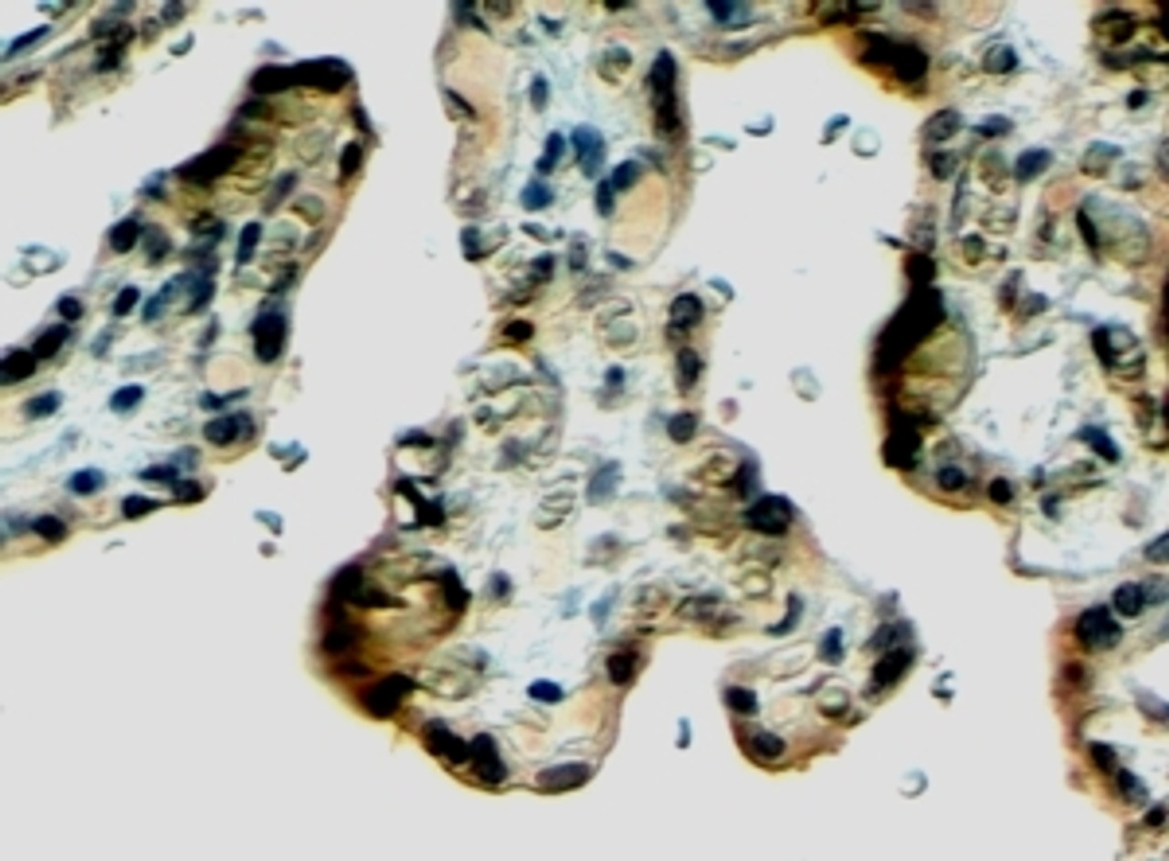 45-810 (4ug/ml) staining of paraffin embedded Human Breast. Steamed antigen retrieval with citrate buffer pH 6, HRP-staining.