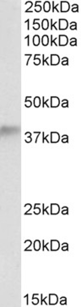 45-830 Flow cytometric analysis of paraformaldehyde fixed Jurkat cells (blue line) , permeabilized with 0.5% Triton. Primary incubation overnight (10ug/ml) followed by Alexa Fluor 488 secondary antibody (1ug/ml) . IgG control: Unimmunized goat IgG (black l