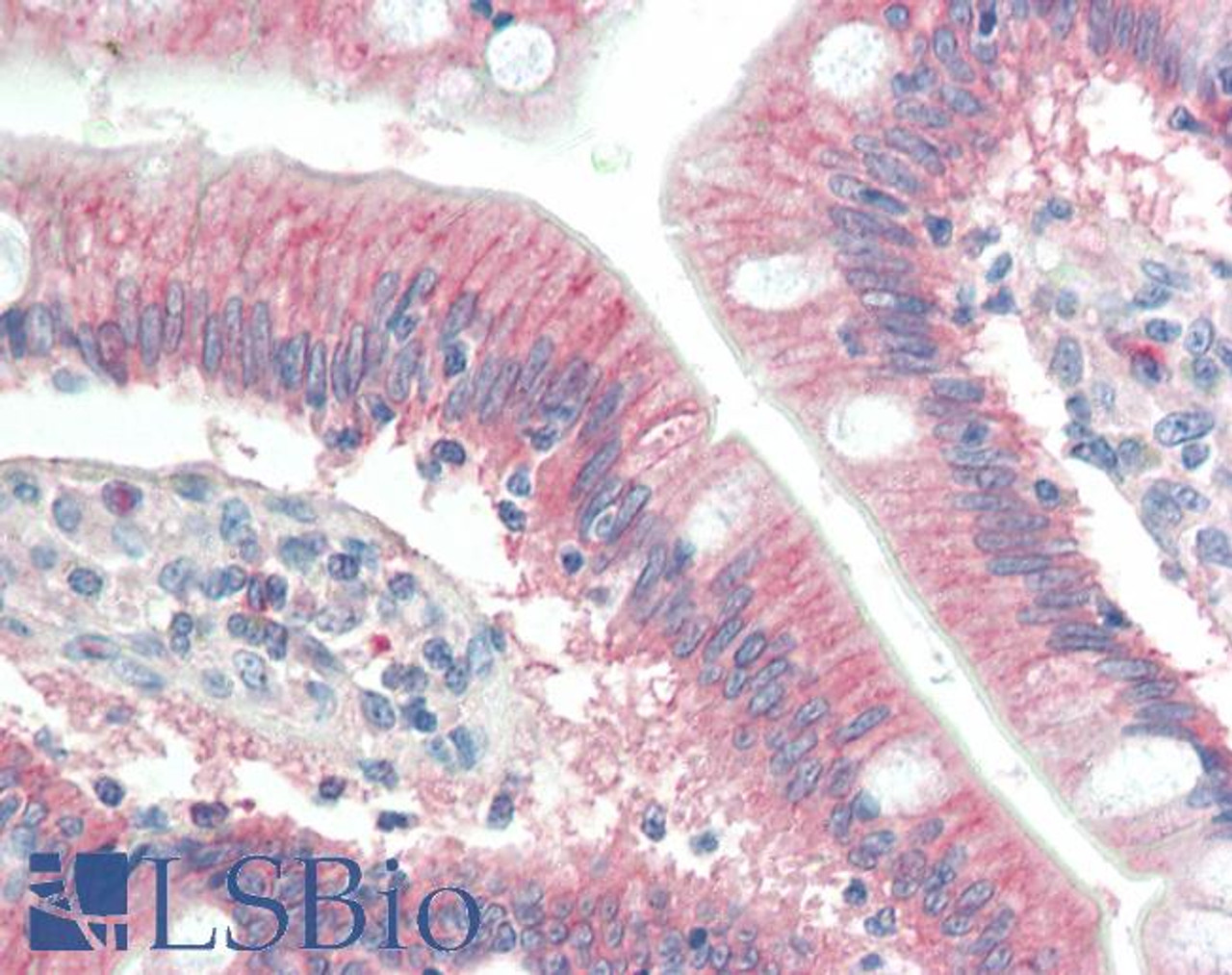 45-841 (10ug/ml) staining of paraffin embedded Human Small Intestine. Steamed antigen retrieval with citrate buffer pH 6, AP-staining.