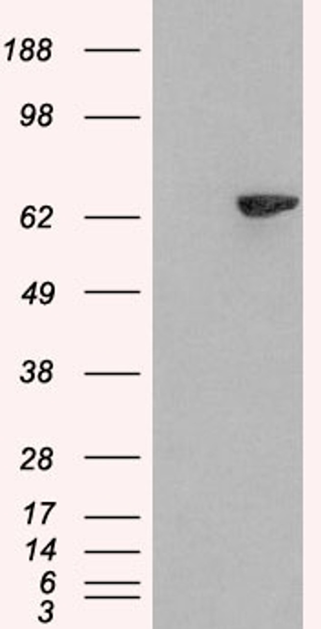 HEK293 overexpressing SH2B3 and probed with 45-844 (mock transfection in first lane) .