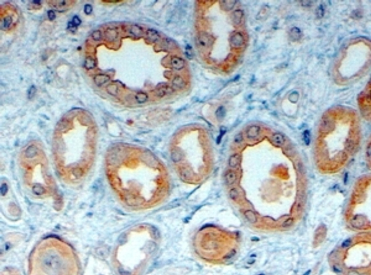 45-847 (4ug/ml) staining of paraffin embedded Human Kidney. Steamed antigen retrieval with citrate buffer pH 6, HRP-staining.