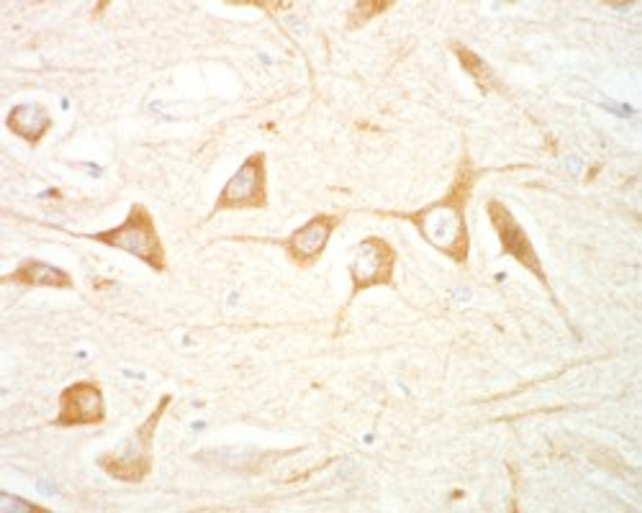45-848 (1.5ug/ml) staining of paraffin embedded Human Hippocampus CA4. Microwaved antigen retrieval with citrate buffer pH 6, HRP-staining. <strong>This data is from a previous batch, not on sale.</strong>