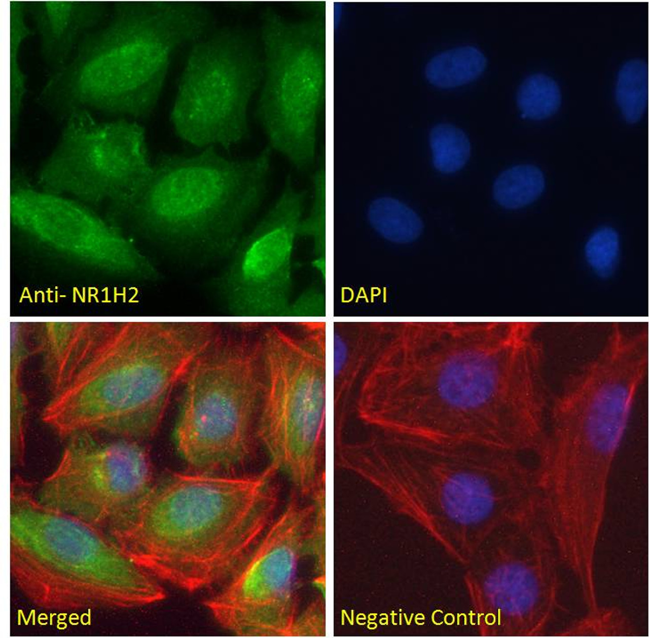 45-849 Immunofluorescence analysis of paraformaldehyde fixed U2OS cells, permeabilized with 0.15% Triton. Primary incubation 1hr (10ug/ml) followed by Alexa Fluor 488 secondary antibody (2ug/ml) , showing nuclear staining. Actin filaments were stained wit