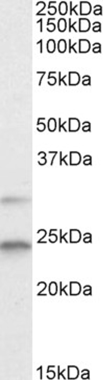 45-853 (2ug/ml) staining of HEK293 lysate (35ug protein in RIPA buffer) . Primary incubation was 1 hour. Detected by chemiluminescence.