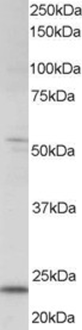 45-855 staining (0.5ug/ml) of human kidney lysate (RIPA buffer, 35ug total protein per lane) . Primary incubated for 1 hour. Detected by western blot using chemiluminescence.