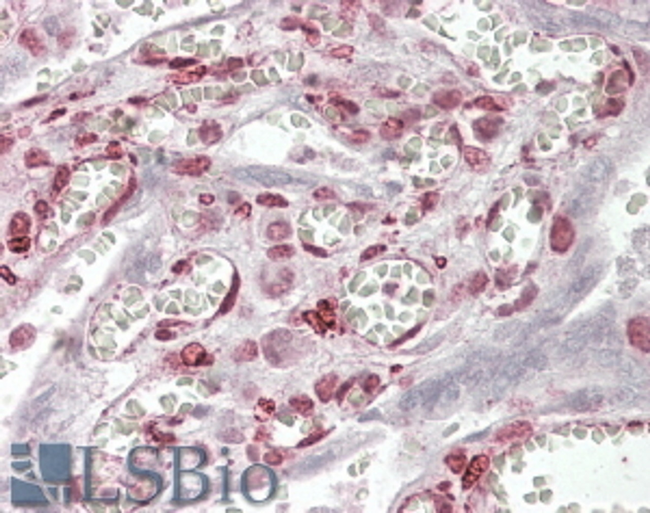 45-858 (3.8ug/ml) staining of paraffin embedded Human Placenta. Steamed antigen retrieval with citrate buffer pH 6, AP-staining.