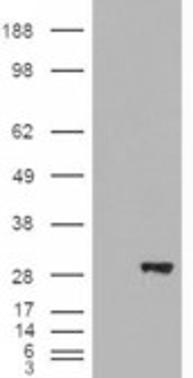 HEK293 overexpressing Man2A1 and probed with 45-861 (mock transfection in first lane) .