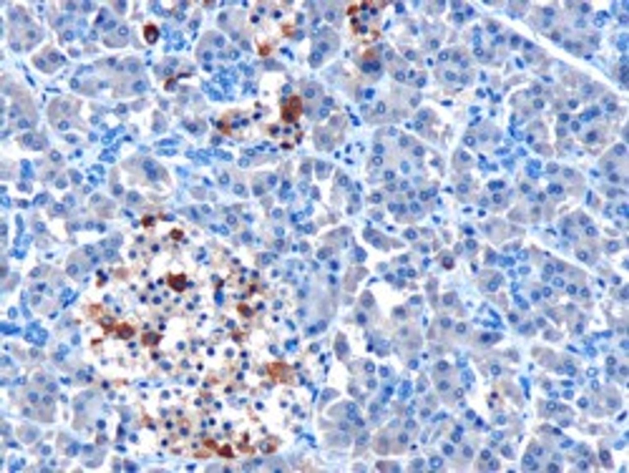 45-874 (10ug/ml) staining of paraffin embedded Human Pancreas. Microwaved antigen retrieval with Tris/EDTA buffer pH9, HRP-staining.