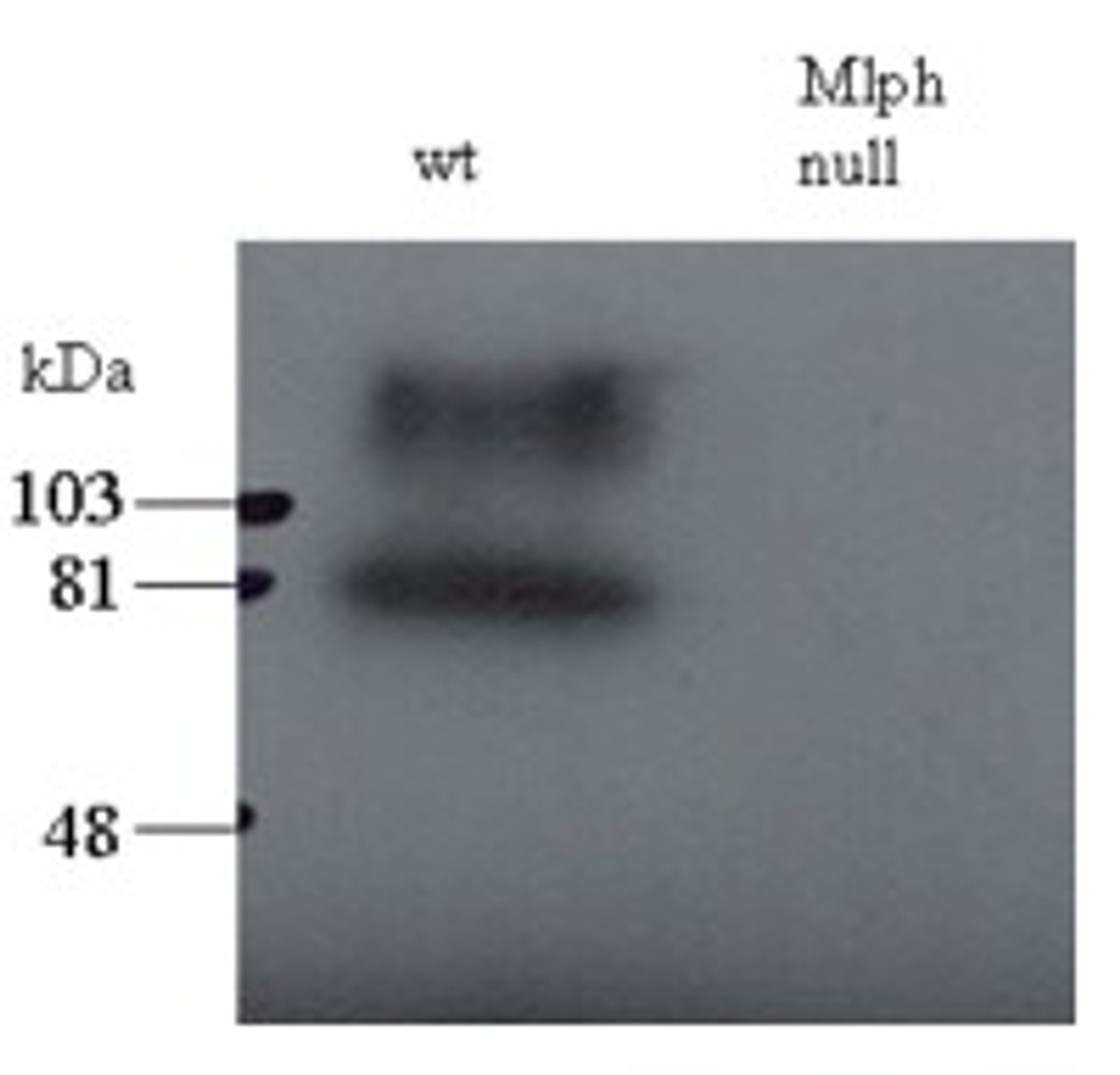 45-882 staining (0.5ug/ml) of total melanocyte PNS (200ug per lane) of wild-type and leaden (Mlph null) mice. The upper band may represent the stacking-separating gel interface. Data kindly provided by A N Hume, Imperial College.