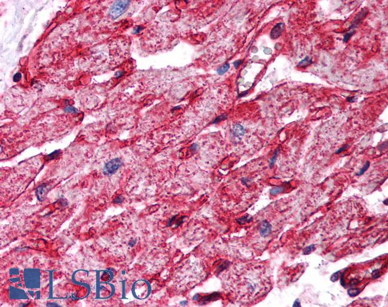 45-884 (3ug/ml) staining of paraffin embedded Human Pancreas. Microwaved antigen retrieval with citrate buffer pH 6, HRP-staining