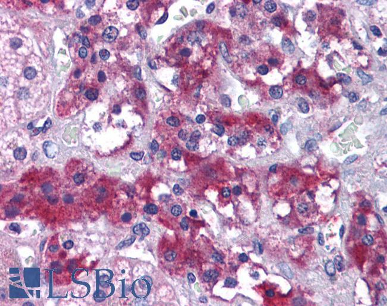 45-885 (3.75ug/ml) staining of paraffin embedded Human Adrenal Gland. Steamed antigen retrieval with citrate buffer pH 6, AP-staining.