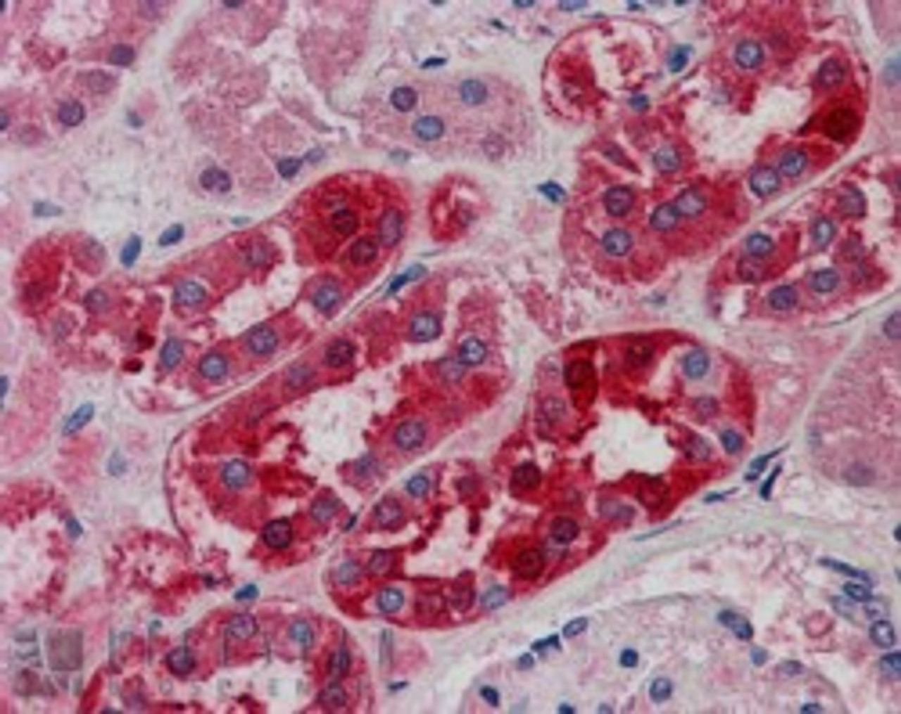 45-887 (5ug/ml) staining of paraffin embedded Human Kidney. Steamed antigen retrieval with citrate buffer pH 6, AP-staining.