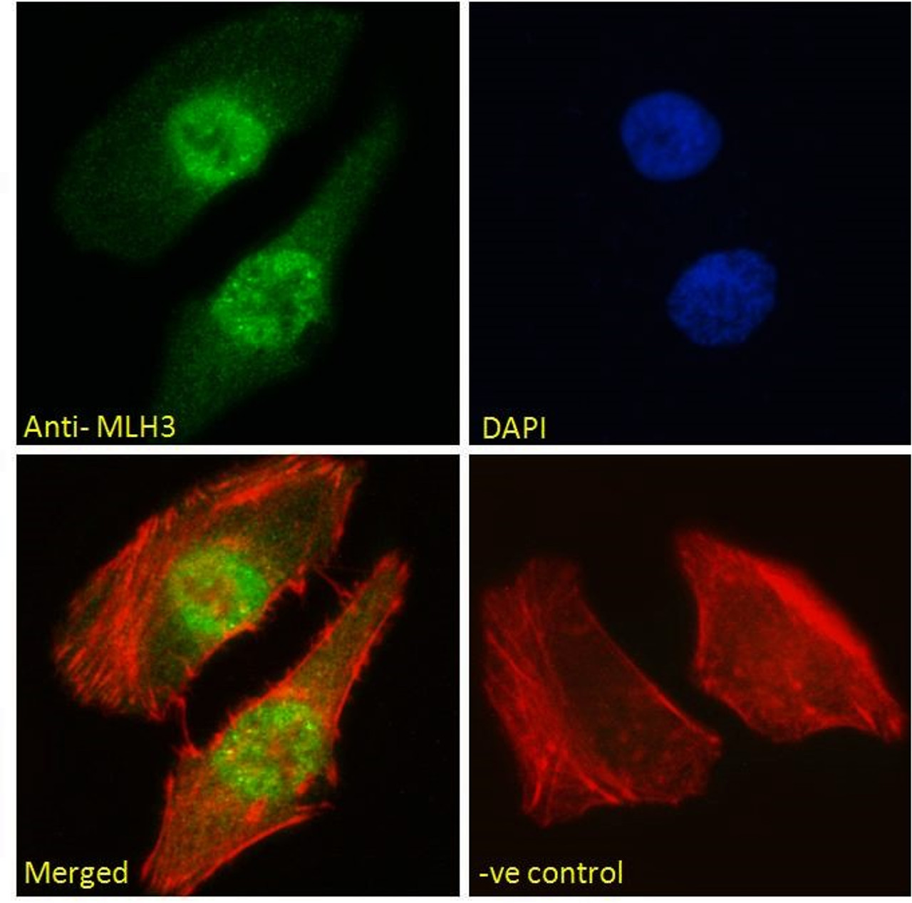 45-889 Immunofluorescence analysis of paraformaldehyde fixed HeLa cells, permeabilized with 0.15% Triton. Primary incubation 1hr (10ug/ml) followed by Alexa Fluor 488 secondary antibody (2ug/ml) , showing nuclear staining. Actin filaments were stained wit