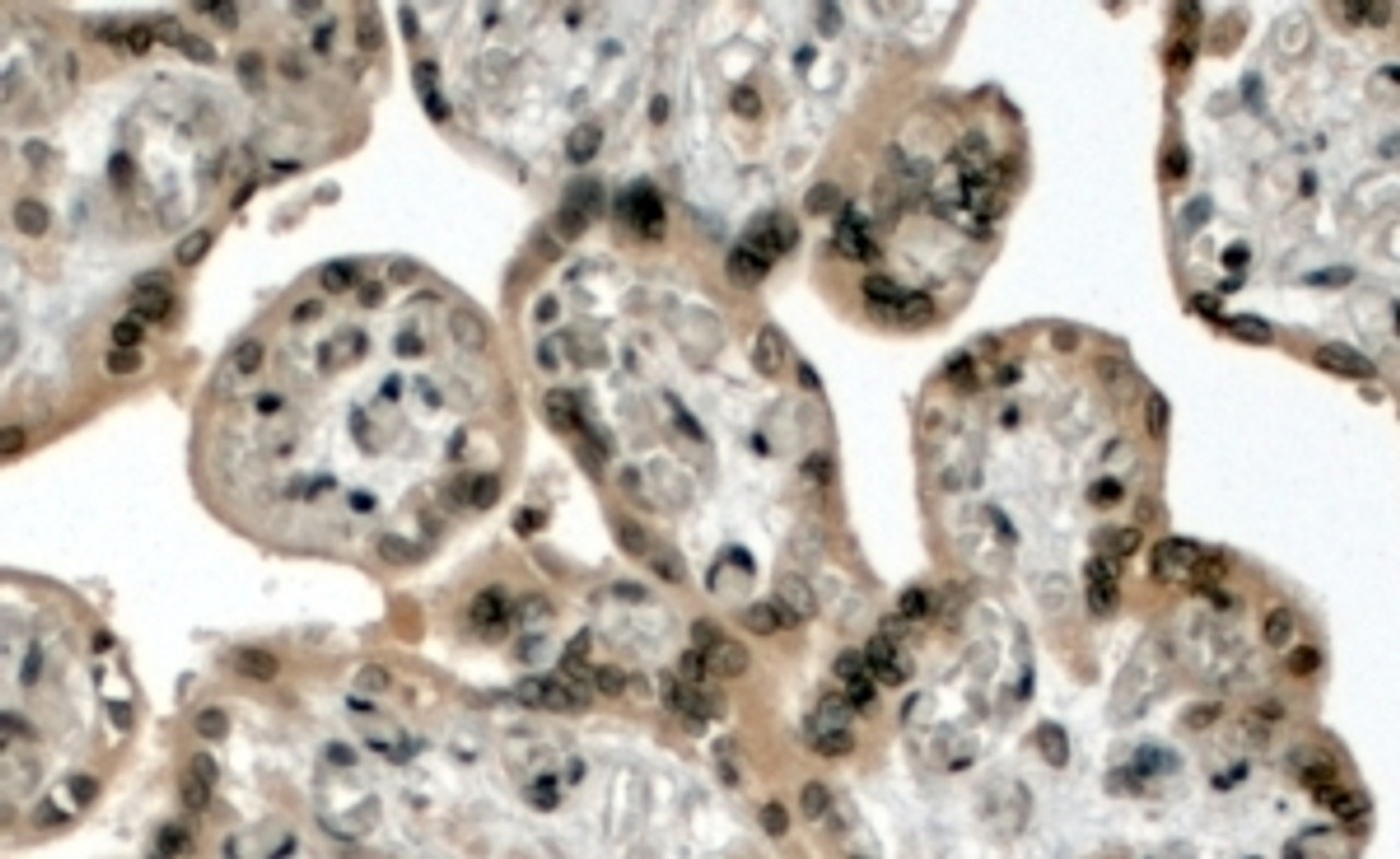 45-890 (4ug/ml) staining of paraffin embedded Human Placenta. Steamed antigen retrieval with citrate buffer pH 6, HRP-staining.