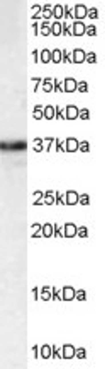 45-897 staining (1ug/ml) of HEK293 lysate (RIPA buffer, 35ug total protein per lane) . Detected by chemiluminescence.