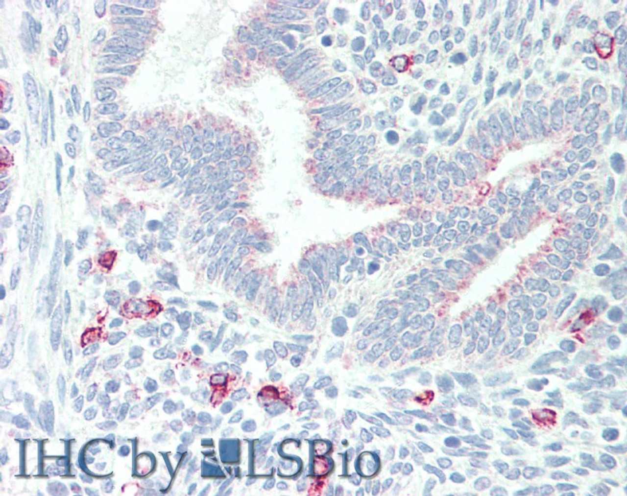 45-897 (5ug/ml) staining of paraffin embedded Human Uterus. Steamed antigen retrieval with citrate buffer pH 6, AP-staining.
