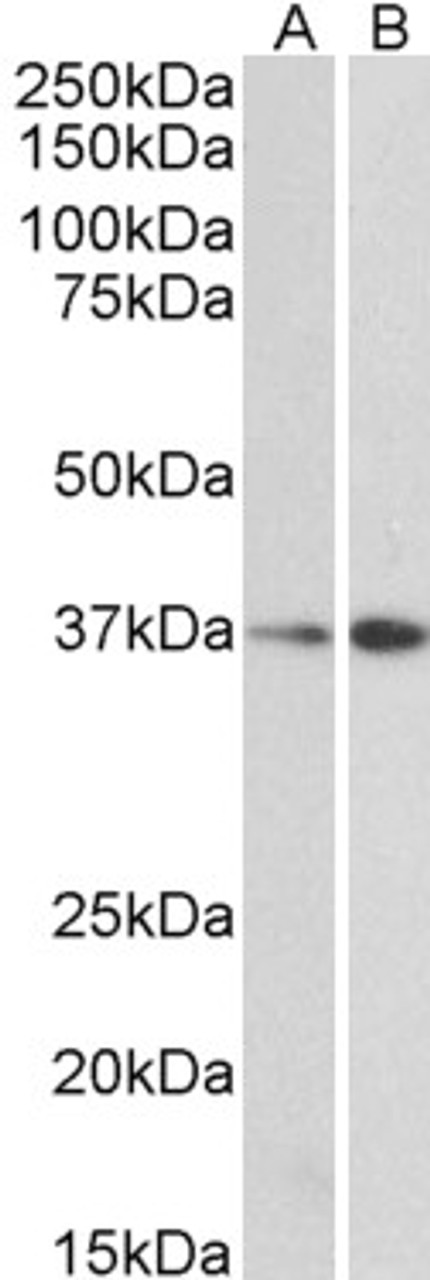 45-901 (0.3ug/ml) staining of NIH3T3 (A) and HepG2 (B) lysate (35ug protein in RIPA buffer) . Primary incubation was 1 hour. Detected by chemiluminescence