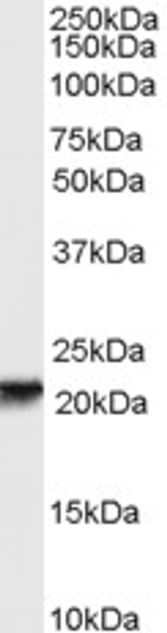 45-951 (1ug/ml) staining of 1) untransfected HEK293T cells 2) HEK293T cells transfected with mouse NBEA. Detected by chemiluminescence. Data kindly provided by Professor John Creemers, K.U. Leuven, Belgium